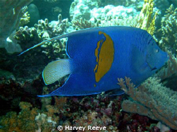 Yellowbar Angelfish (Juv) by Harvey Reeve 
